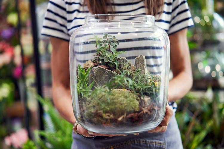 Terrarium.