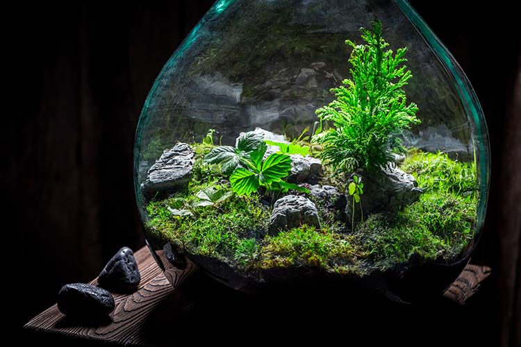 Terrarium.