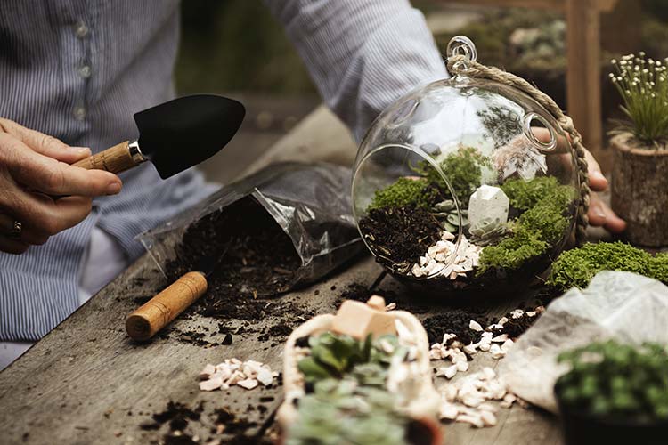 Setting up a terrarium.