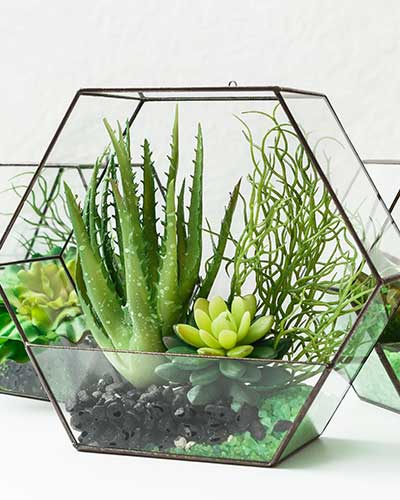 Our terrarium designs.