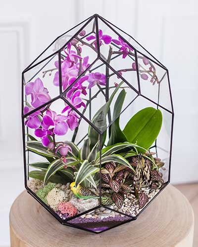 Our terrarium designs.