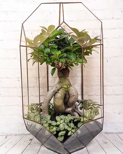 Our terrarium designs.