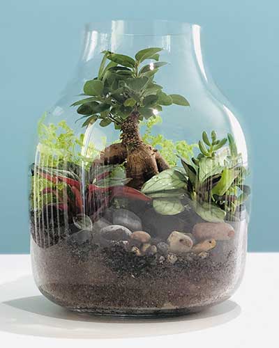 Our terrarium designs.