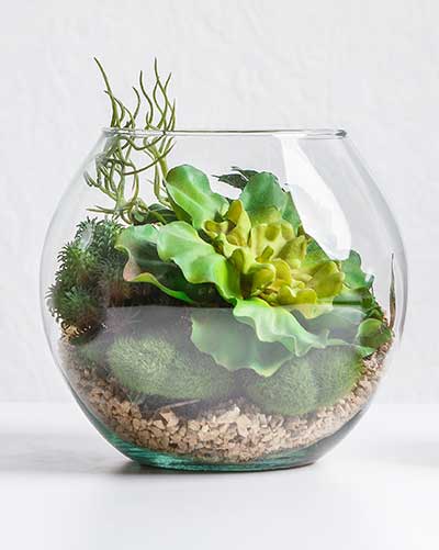 Our terrarium designs.