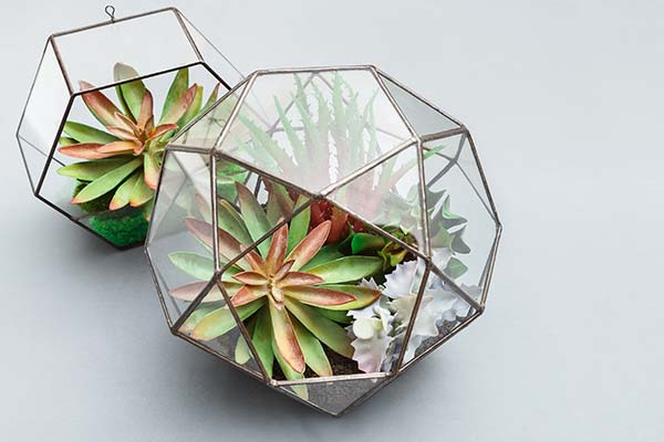 Our terrarium designs.