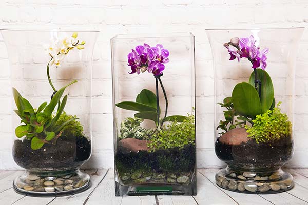 Our terrarium designs.